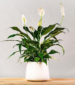 domino peace lily flower Domino Peace Lily for Sale