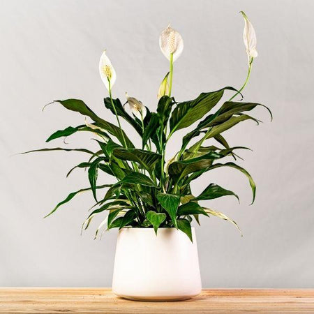10 inch peace lily 6 Inch Peace Lily - Beautiful White Flowers
