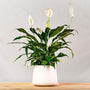 Peace Lily with white flowers and full shiny green foliage in white ceramic pot
