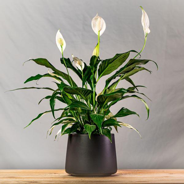 where to buy peace lily near me American Plant Exchange Spathiphyllum Peace Lily Live Plant, Easy Care Flowering Houseplant, 6-Inch White Deco Pot, 15-24 Inches Tall, Low Light,