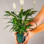 Peace Lilly placed in pot