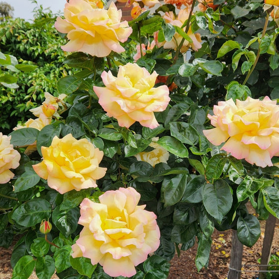 Peace rose shrub showing glossy green foliage and upright canes, mature 4–6 feet tall with repeat blooms through summer