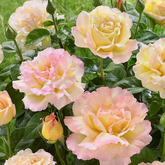 Peace rose bush in full sun with large yellow blooms edged in pink, classic hybrid tea form and upright growth in a border