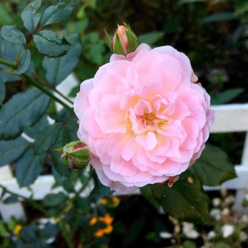 Peach Drift® Rose for Sale | Low-Growing Peach Blooms All Season