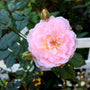 light pink soft petals of the peach drift rose with dark green foliage