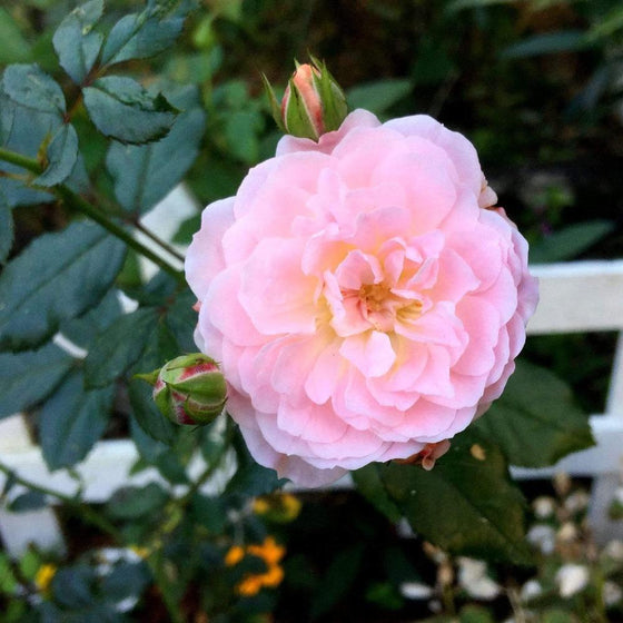 light pink soft petals of the peach drift rose with dark green foliage
