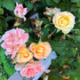 variations of the peach drift rose in orange pink and white hues
