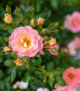 Peach Drift® Rose