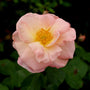 close up of peach drift rose