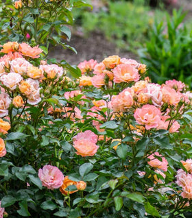 Peach Drift Rose – Tree Form