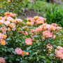 Peach Drift Rose – Tree Form