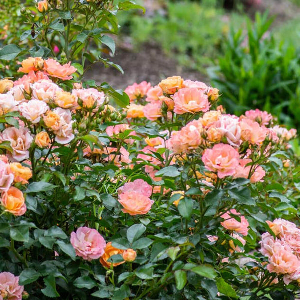 Peach Drift Rose – Tree Form | Garden Goods Direct