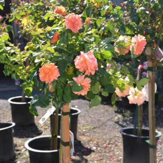 peach drift rose tree