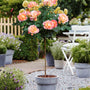 peach sunblaze miniature rose tree in flourshing summer garden patio