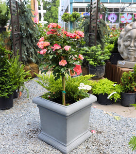 Peach Sunblaze® Miniature Rose – Tree Form