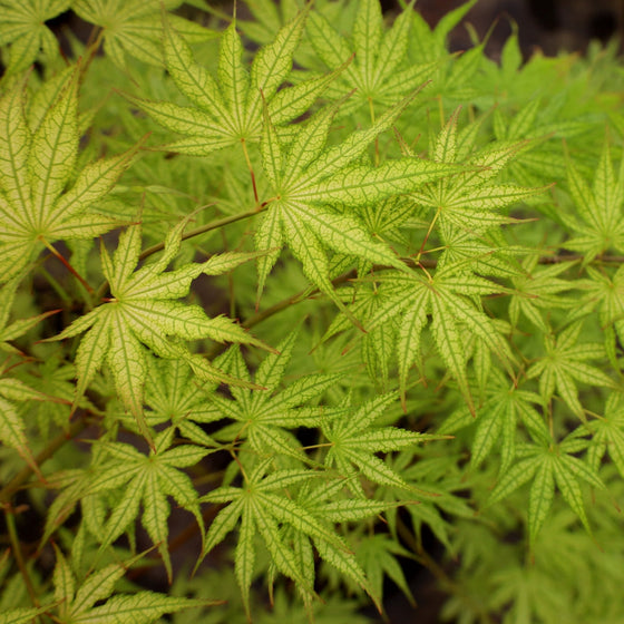 Peaches and Cream Japanese Maple