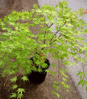 Peaches and Cream Japanese Maple