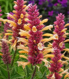 Peachie Keen Agastache