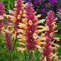 Peachie Keen hummingbird mint blooming with peach flowers and mauve calyxes in full sun