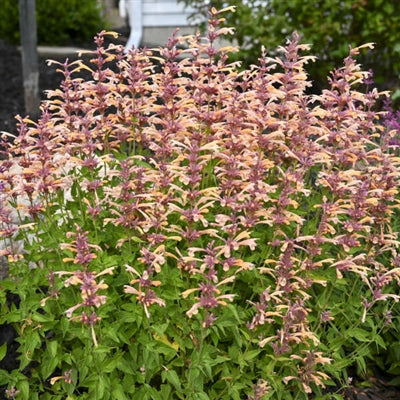 Peachie Keen Agastache with apricot-peach flower spikes and aromatic green foliage in a sunny pollinator garden