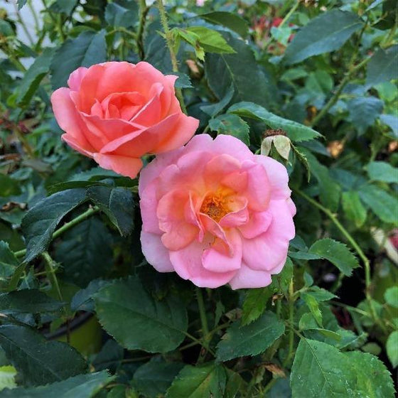 Soft roses of orange and pink hues in front of bright green serrated foliage