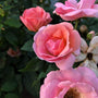 light pink petals of the peachy knockout with hues of orange