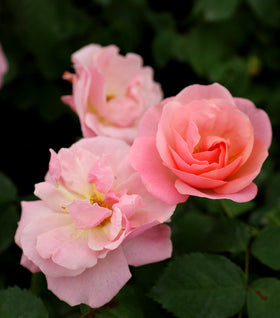 Peachy Knock Out® Rose