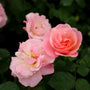 stunning peachy pink knock out rose