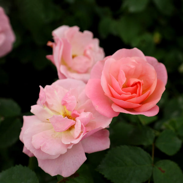 Peachy Knock Out Rose Bushes for Sale | Garden Goods Direct