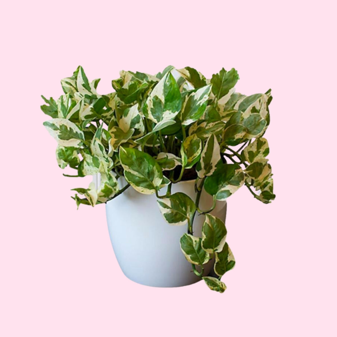 can jade pothos have variegation Buy Pearls and Jade Pothos Online