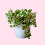 pearls and jade pothos variegated plant