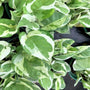 This close up of the pearls and jade pothos shows the variegation on the leaves.