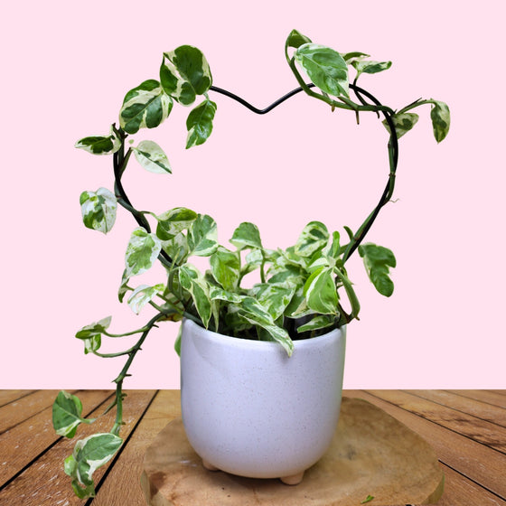 pearls and jade pothos growing on a heart trellis