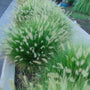 little bunny fountain grass close up of buff-colored, fluffy blooms