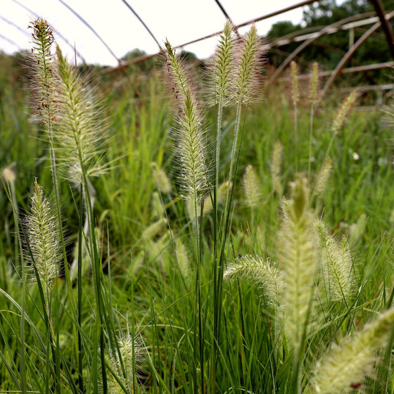 buff-colored blooms on little bunny fountain grass