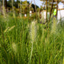 sweet plumes on dwarf fountain grass