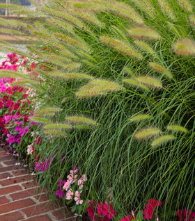 Pennisetum Little Bunny