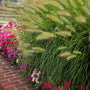 ornamental grass pennisetum little bunny in the landscape