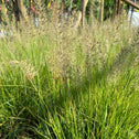 lumen gold fountain grass with green foliage and light airy plumes