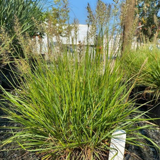lumen gold compact-growing fountain grass with light green foliage and summer plumes