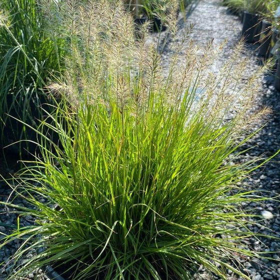 lumen gold fountain grass in a nursery pot with light green foliage and summer plumes