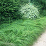 Penn Sedge growing along a woodland path as a low native groundcover