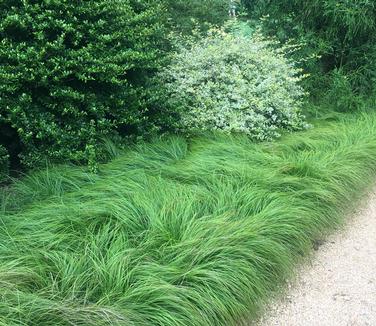 Penn Sedge growing along a woodland path as a low native groundcover
