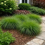 Dry shade groundcover planting with Pennsylvania Sedge along an entry path