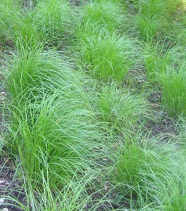 Pennsylvania Sedge