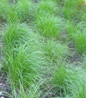 Pennsylvania Sedge
