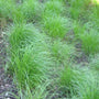Pennsylvania Sedge is a Delicate Grass like Perennial with Green Foliage