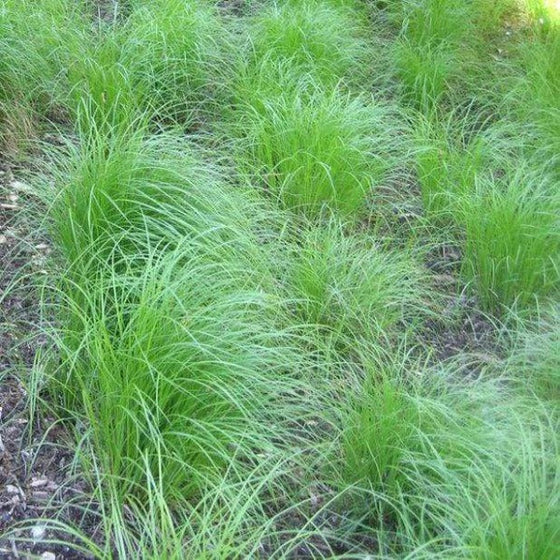 Pennsylvania Sedge is a Delicate Grass like Perennial with Green Foliage