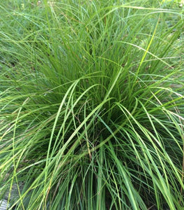Pennsylvania Sedge