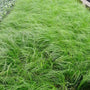 Carex Pensylvanica Sedge is a Semi Evergreen Perennial with Grasslike Texture